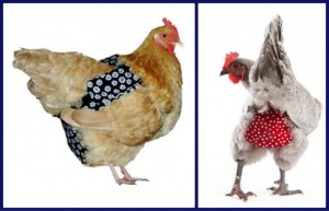 chickendiapers