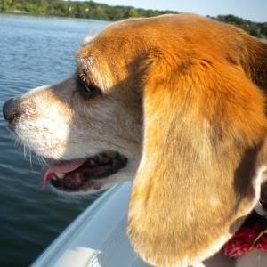 A beagle wants his greens, yo.