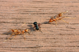 One of these ants is not having a good time.